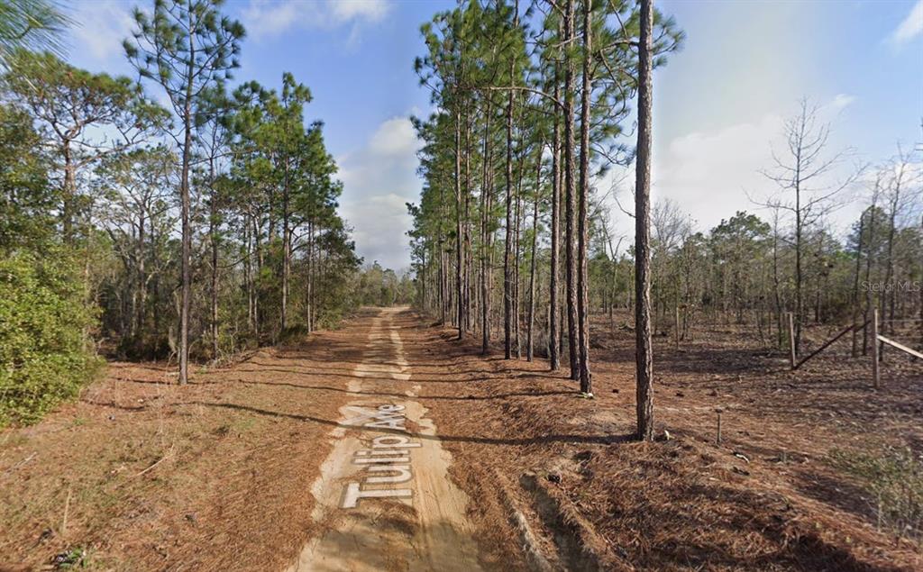 A dirt road runs through a wooded area with tall pine trees on both sides — 116 TULIP AVENUE, INTERLACHEN, FL