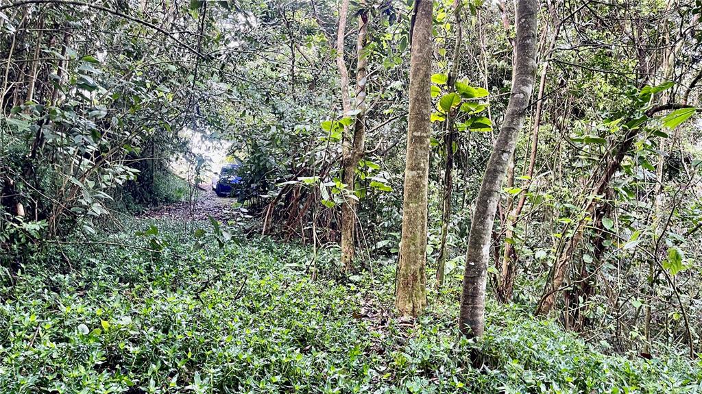 A blue car is parked on a dirt path surrounded by dense forest and foliage — 718 BO. PASTO ROAD, AIBONITO, PR