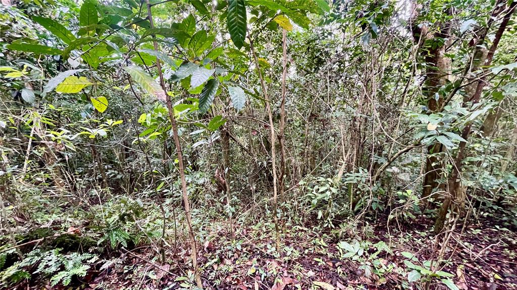 A dense, wooded area filled with various trees, shrubs, and green foliage — 718 BO. PASTO ROAD, AIBONITO, PR