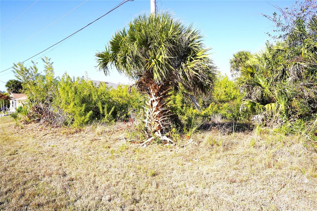A palm tree stands in a grassy, overgrown lot under a clear blue sky — 142 SUNNY WAY, ROTONDA WEST, FL