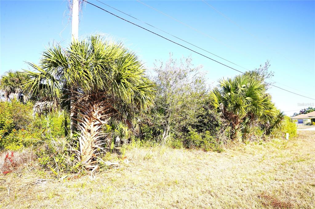 A grassy lot features several palm trees and dense vegetation under a clear blue sky — 142 SUNNY WAY, ROTONDA WEST, FL