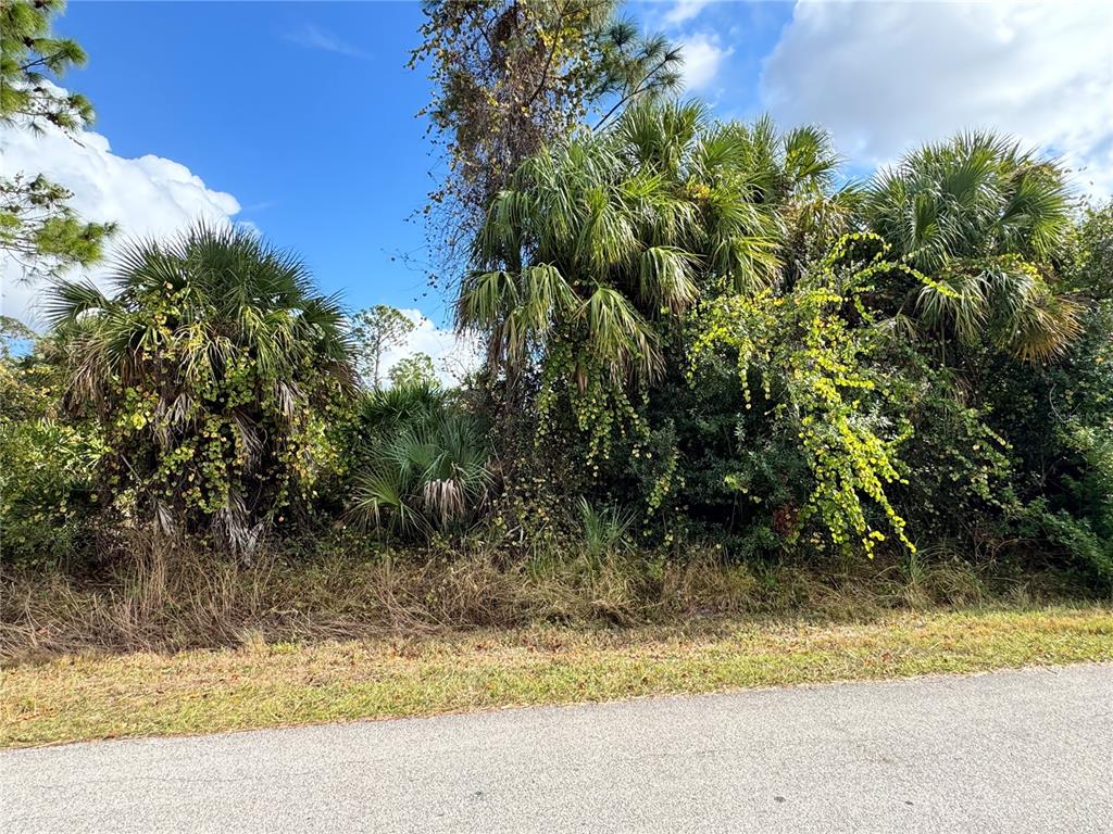 A paved road runs in front of a dense, overgrown lot with several palm trees — SAPELO AVENUE, NORTH PORT, FL