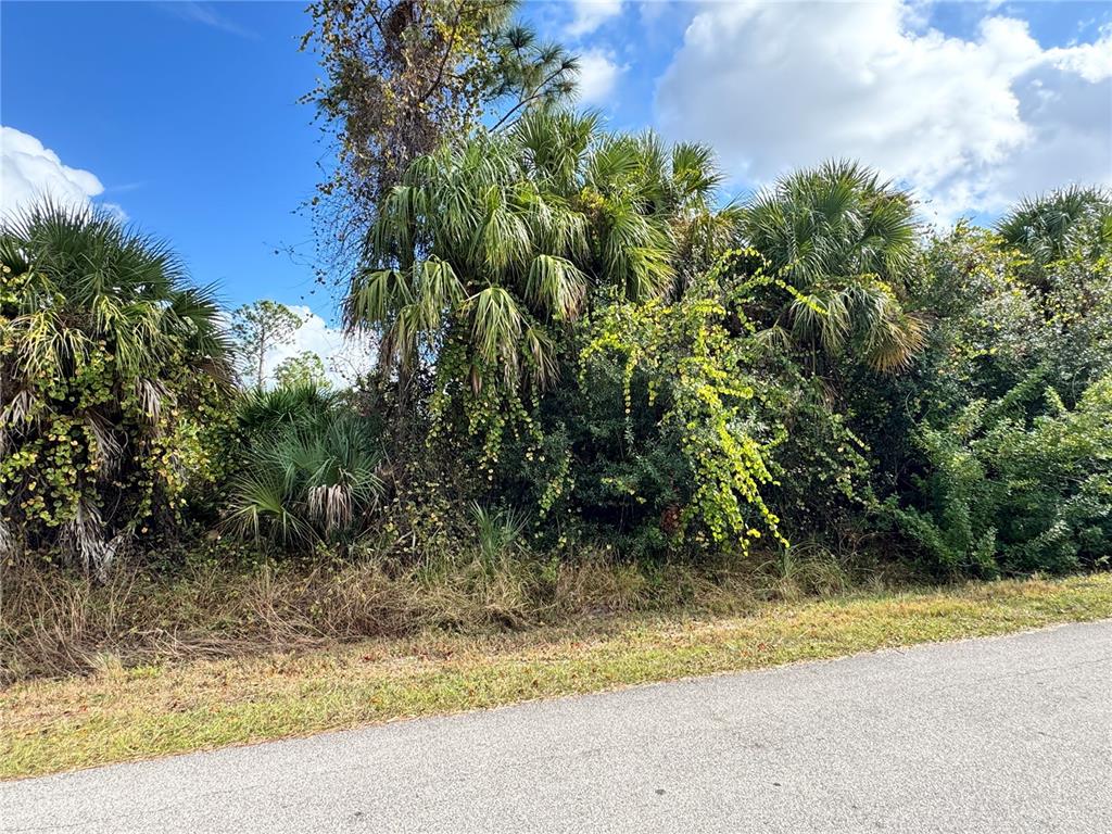 A paved road runs alongside a dense area of palm trees and overgrown vegetation — SAPELO AVENUE, NORTH PORT, FL