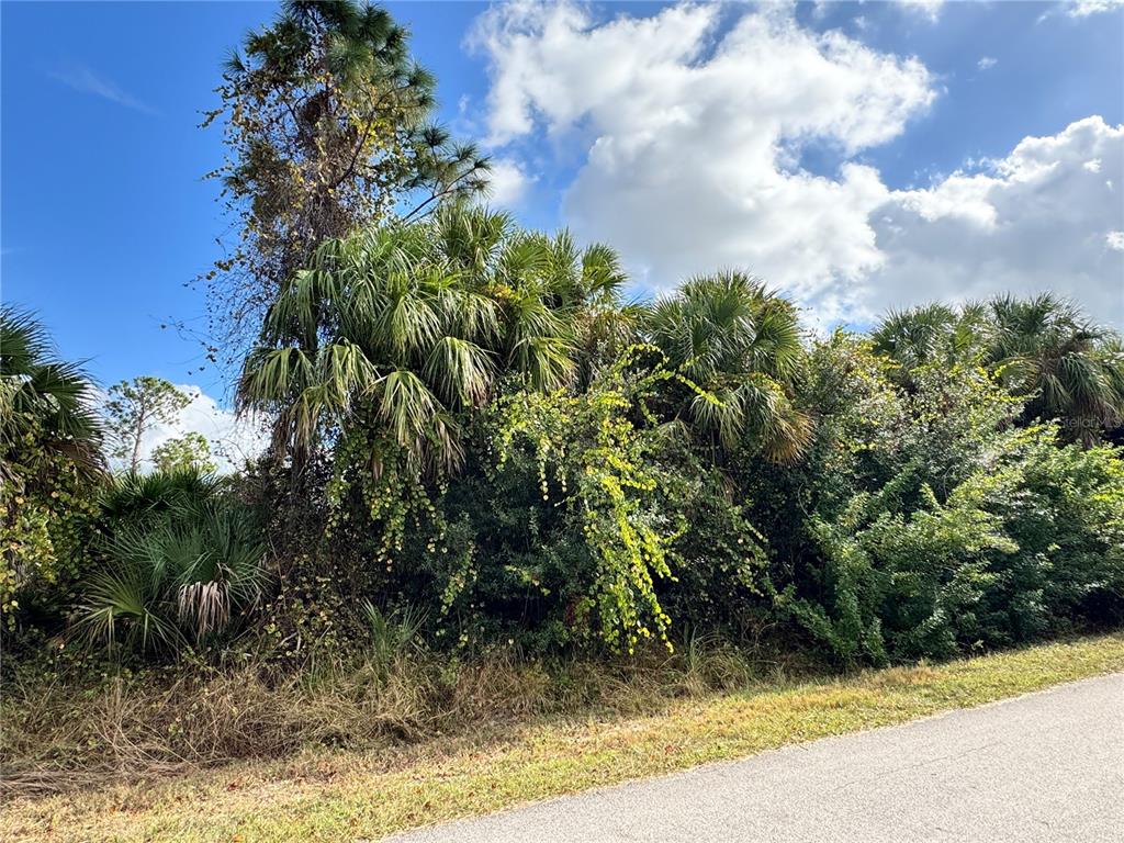 A view of a dense, overgrown wooded area with palm trees bordering a paved road — SAPELO AVENUE, NORTH PORT, FL