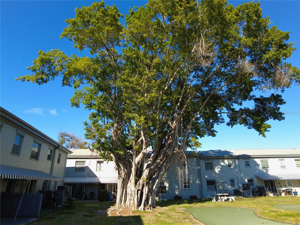 A large, mature banyan tree stands in a grassy courtyard between two residential buildings — 6930A PLACE DE LA PAIX UNIT 2B, SOUTH PASADENA, FL