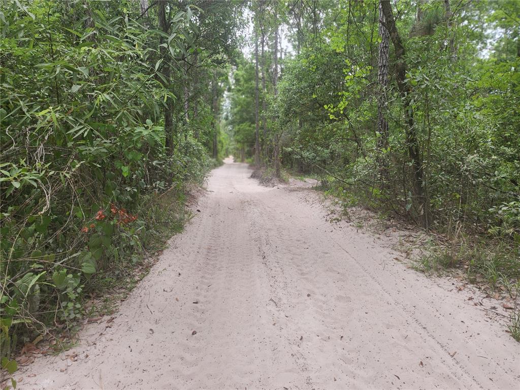 A sandy dirt road winds through a dense forest of pine and deciduous trees — 12TH AVE DELAND, DELAND, FL