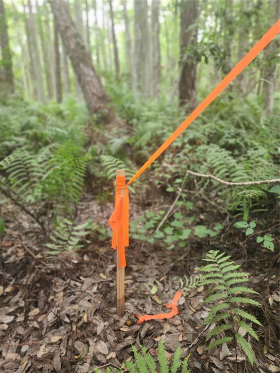 A wooden survey stake with orange flagging tape stands in a wooded area — 12TH AVE DELAND, DELAND, FL