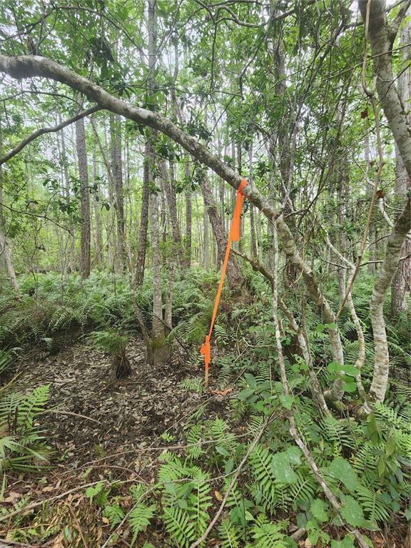 A wooded area features a bright orange surveyor's ribbon tied to a tree branch — 12TH AVE DELAND, DELAND, FL