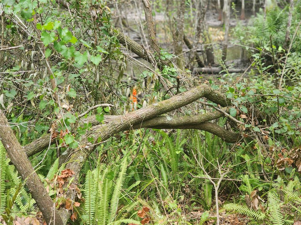 A view of a wooded area with dense ferns, tangled tree branches, and a small stream — 12TH AVE DELAND, DELAND, FL