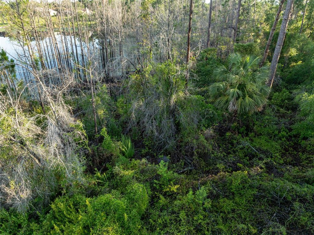 A cleared, wooded lot with scattered pine trees under a blue sky — MELSHIRE AVENUE, DELTONA, FL