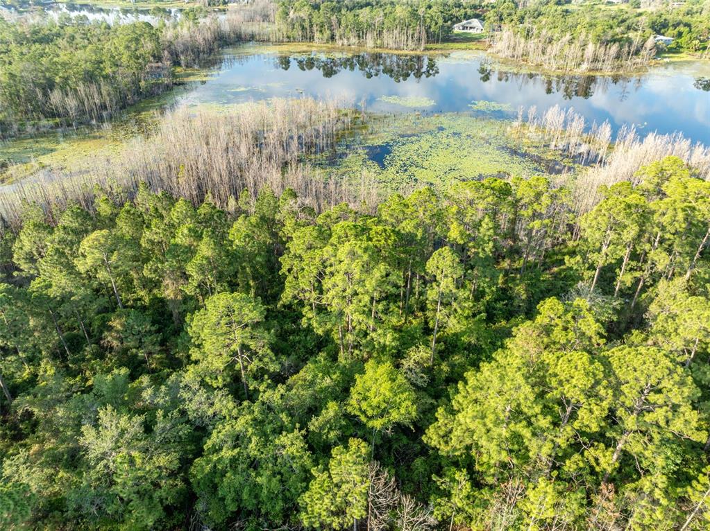 A wooded lot with tall pine trees and a small pond under a blue sky — MELSHIRE AVENUE, DELTONA, FL