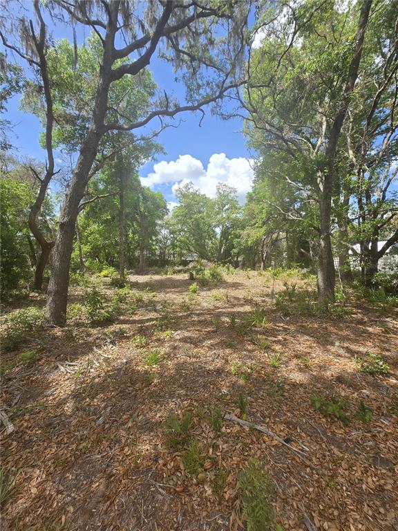 A wooded, undeveloped lot with scattered trees and ground cover under a blue sky — 8140 WALT WILLIAMS ROAD, LAKELAND, FL