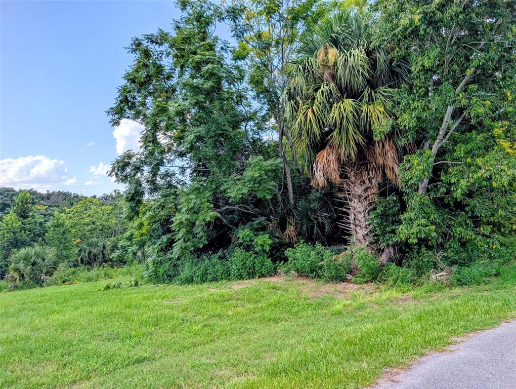 A grassy lot features a large palm tree and dense foliage under a blue sky — GREEN BRIAR DRIVE, LADY LAKE, FL