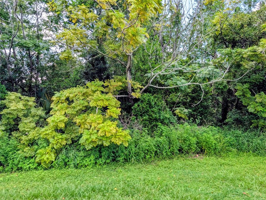A view of a grassy lawn bordering a dense area of trees and shrubs — GREEN BRIAR DRIVE, LADY LAKE, FL