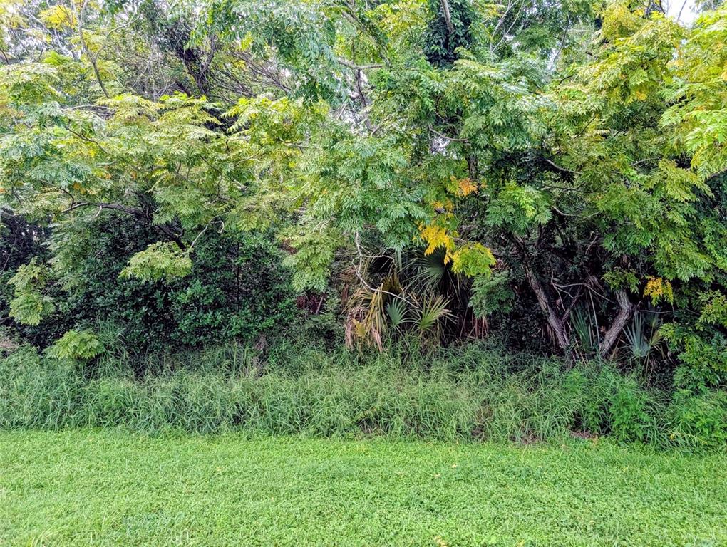 A view of a grassy lawn leading to a dense line of trees and shrubs — GREEN BRIAR DRIVE, LADY LAKE, FL