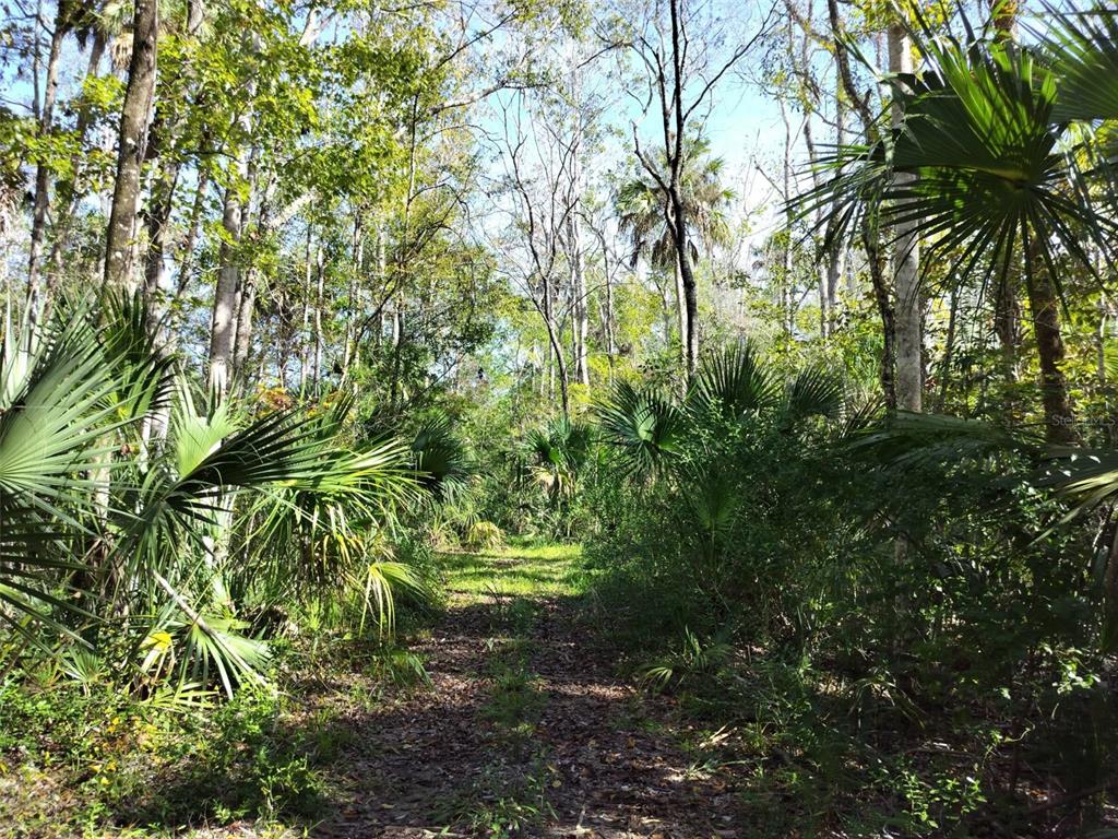 A dirt path winds through a dense forest filled with palm trees and tall vegetation — 10008 W PENNSYLVANIA STREET, HOMOSASSA, FL