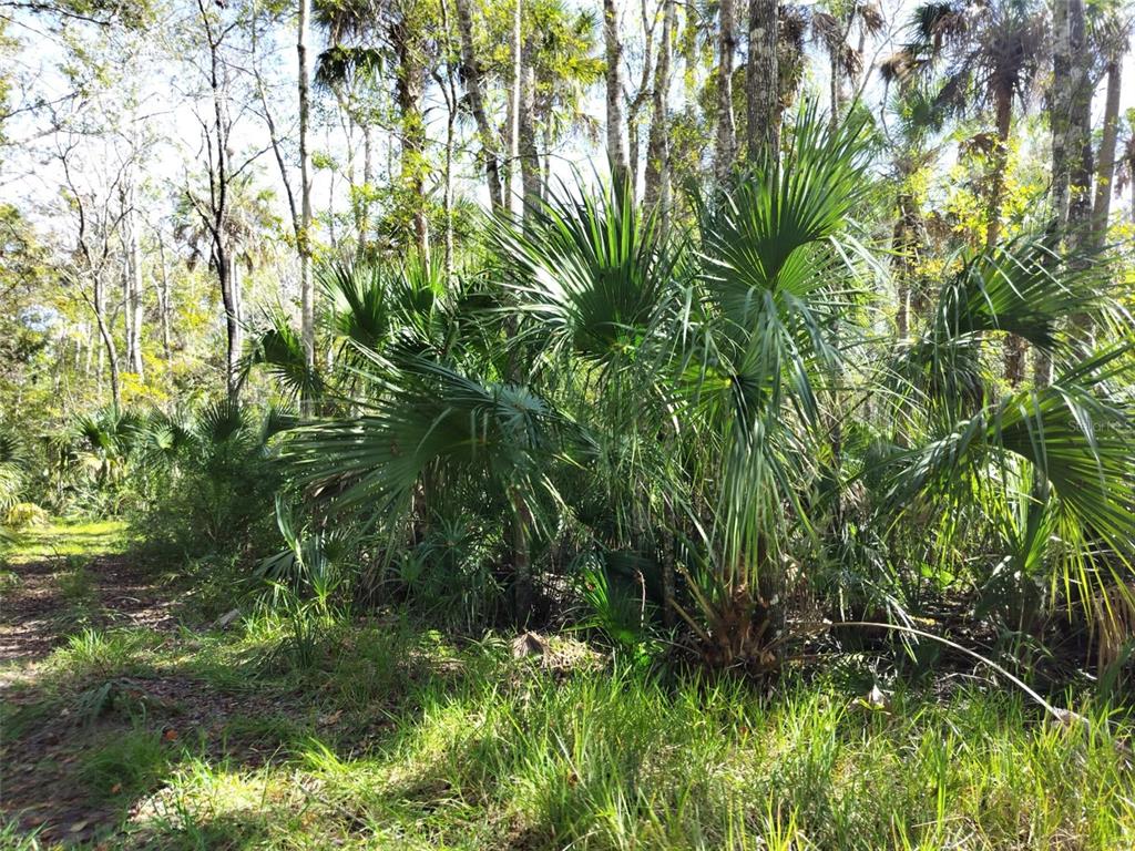 A dirt path leads through a wooded area filled with dense palmetto bushes and trees — 10008 W PENNSYLVANIA STREET, HOMOSASSA, FL
