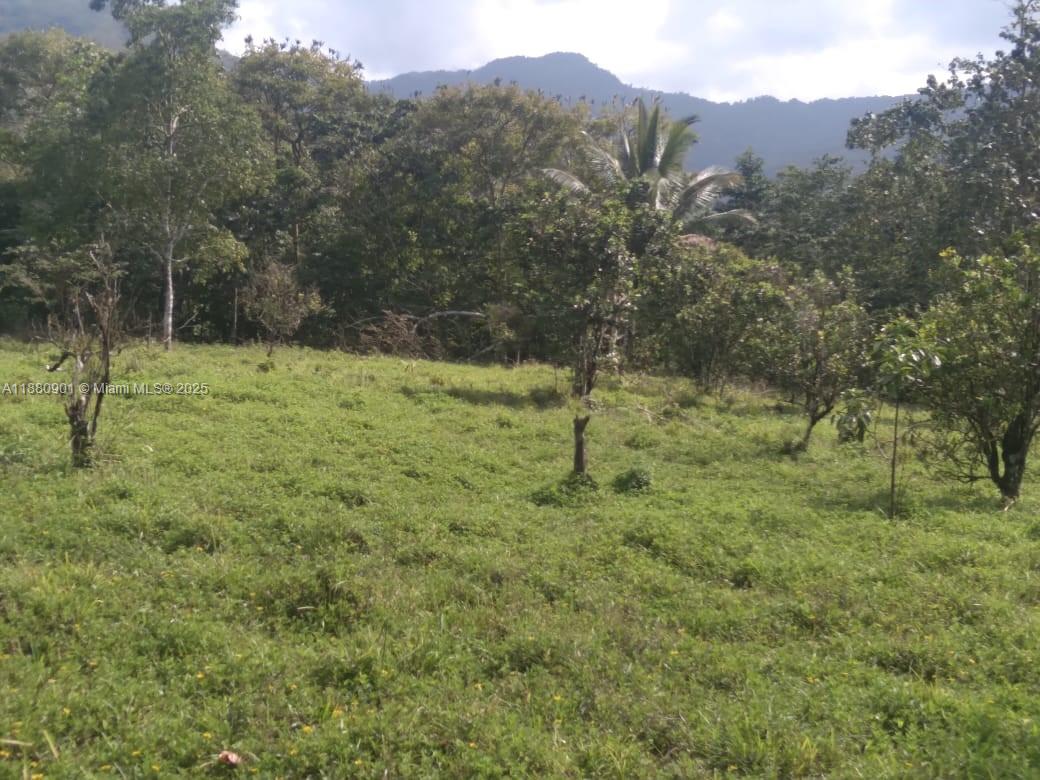 A grassy, sloped field with scattered trees and a mountain range in the background — 00 St. Mary, Jamaica, FL, FL