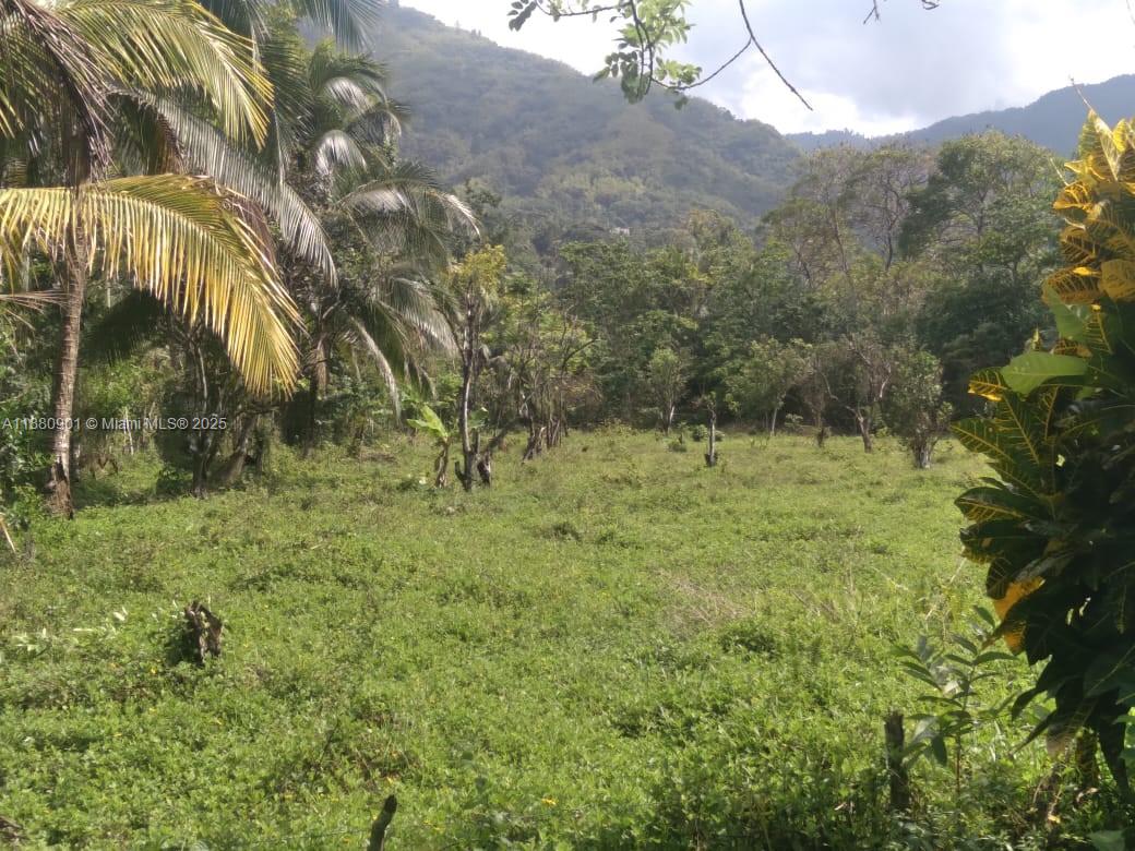 A grassy, open field is surrounded by trees and palm trees with mountains in the background — 00 St. Mary, Jamaica, FL, FL