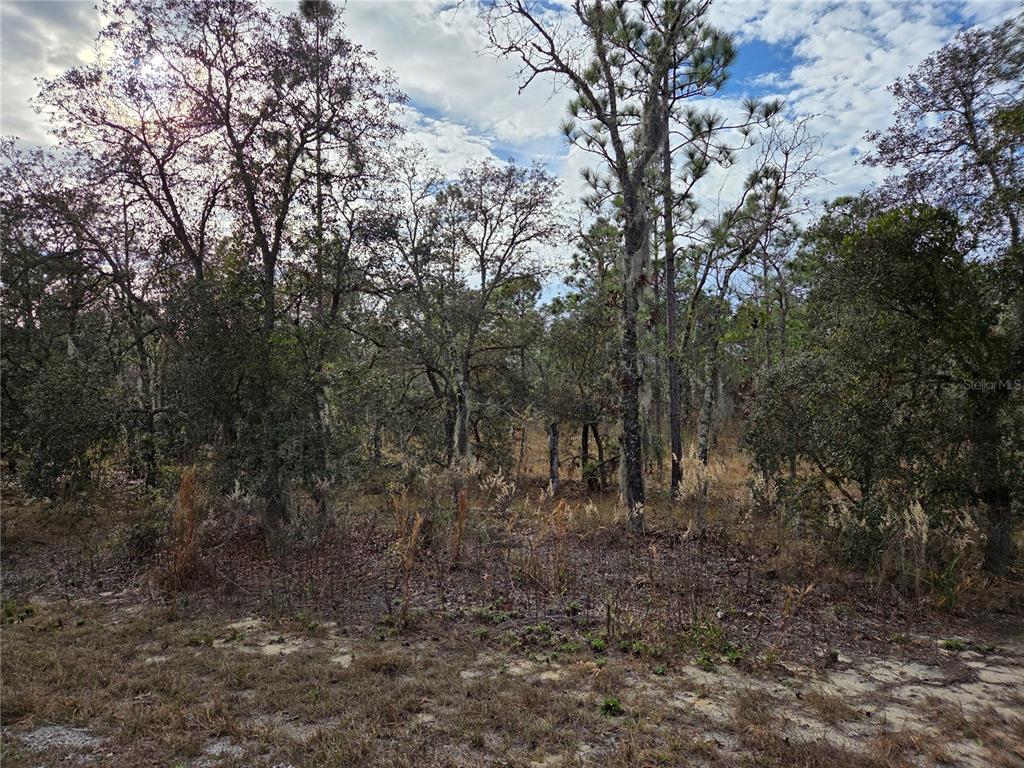 A wooded lot with tall trees and dry brush under a partly cloudy sky — 0000 SE 128TH AVENUE, DUNNELLON, FL