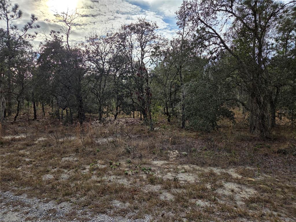 A wooded lot with sandy ground and scattered dry vegetation under a cloudy sky — 0000 SE 128TH AVENUE, DUNNELLON, FL