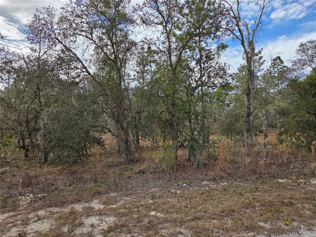 A wooded lot with tall trees and dry, grassy ground under a cloudy blue sky — 0000 SE 128TH AVENUE, DUNNELLON, FL