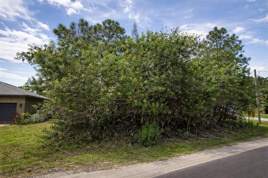 A dense thicket of trees and shrubs sits on a vacant lot next to a house — 3342 FITZPATRICK AVENUE SW, PALM BAY, FL