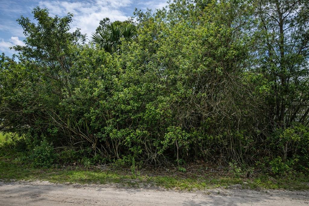 A dense thicket of green trees and shrubs grows along a dirt road — 3342 FITZPATRICK AVENUE SW, PALM BAY, FL