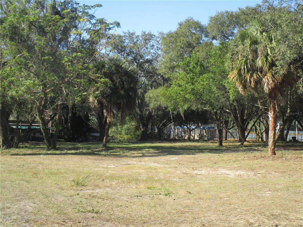 A grassy, partially cleared lot features mature trees and palm trees under a clear sky — 6718 N ROME AVENUE, TAMPA, FL