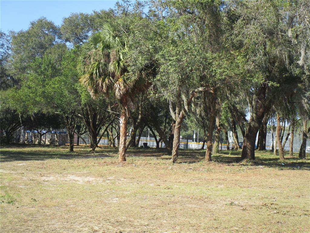 A grassy lot features a prominent palm tree surrounded by mature trees with Spanish moss — 6718 N ROME AVENUE, TAMPA, FL
