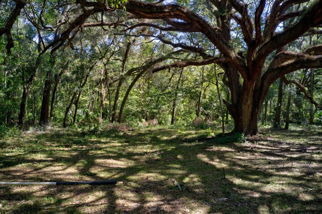 A large, mature oak tree stands in a wooded lot with dappled sunlight on the ground — 5005 SW 63RD BOULEVARD, GAINESVILLE, FL