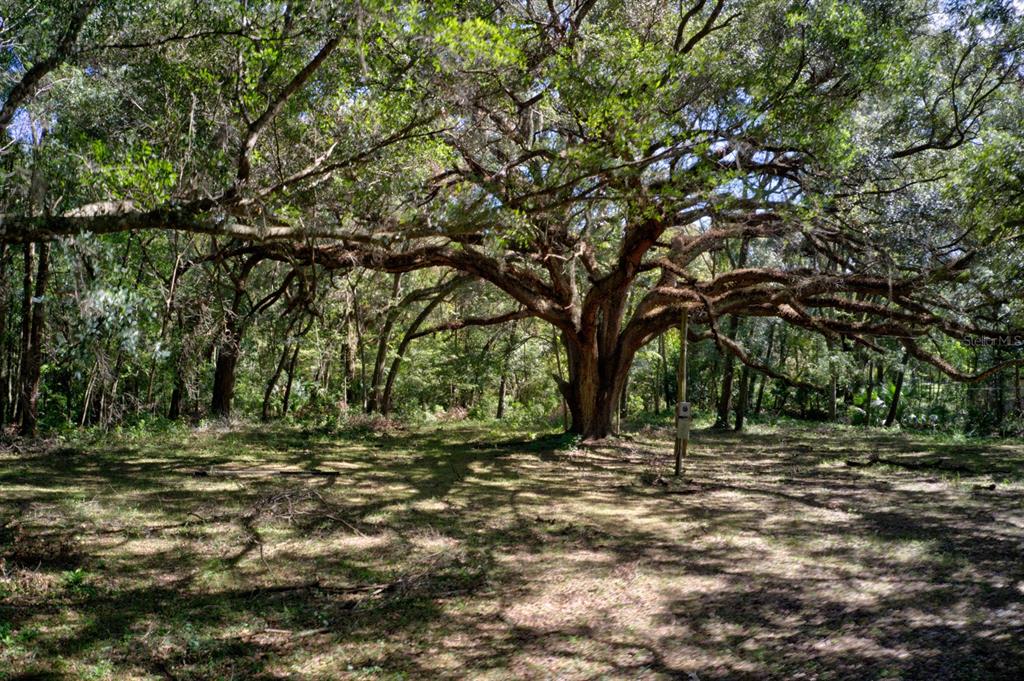A large, mature oak tree stands in the center of a grassy, wooded lot — 5005 SW 63RD BOULEVARD, GAINESVILLE, FL