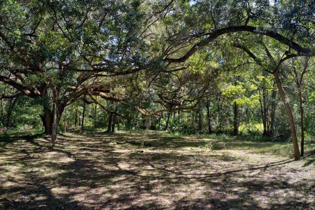 A large, shaded lot with mature oak trees and dappled sunlight on the ground — 5005 SW 63RD BOULEVARD, GAINESVILLE, FL