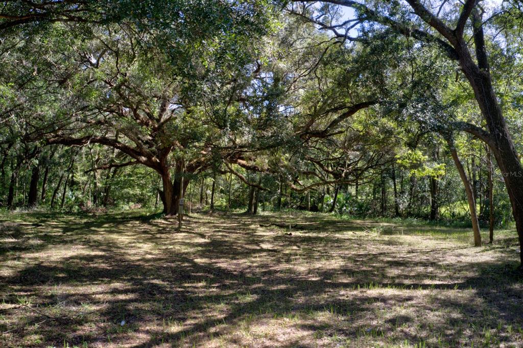 A large, mature oak tree stands in the center of a grassy, wooded residential lot — 5005 SW 63RD BOULEVARD, GAINESVILLE, FL