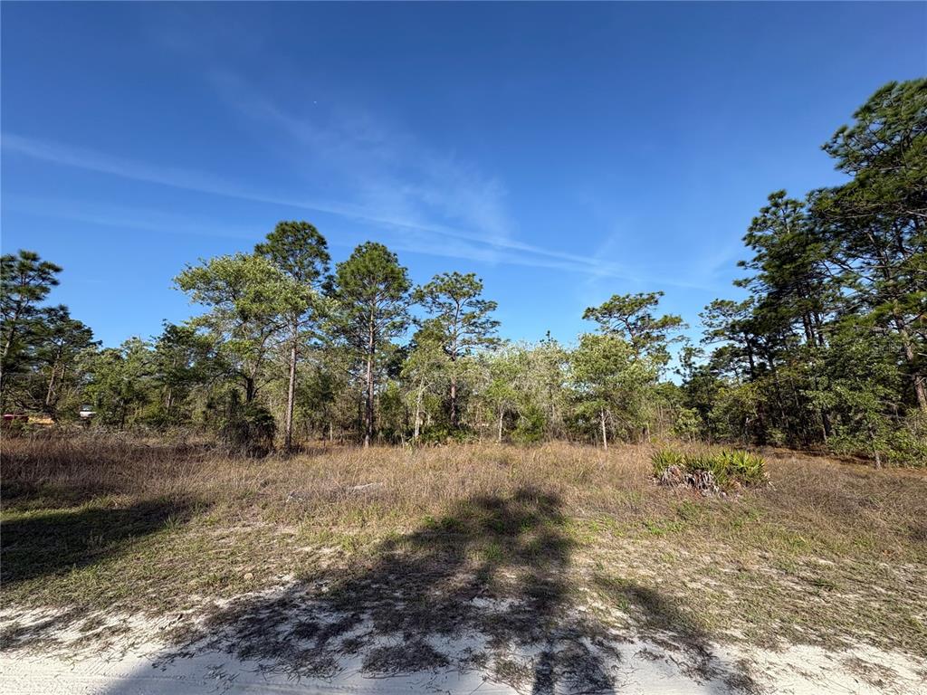 A sandy, grassy lot features a dense line of pine trees under a clear sky — PENN STATE ROAD, WEEKI WACHEE, FL