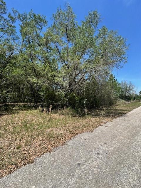 A gravel road runs alongside a wooded lot with mature trees under a clear sky — 8681 N CATAPANE LOOP, CRYSTAL RIVER, FL