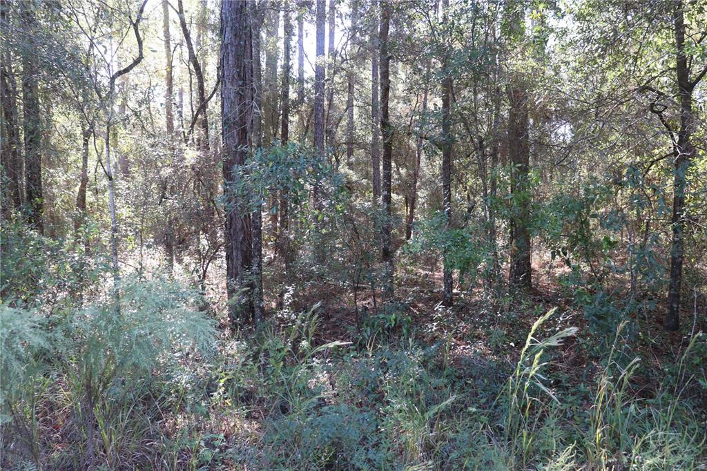 A view of a dense, wooded forest with tall pine trees and thick underbrush — 00 SW 39 STREET, DUNNELLON, FL