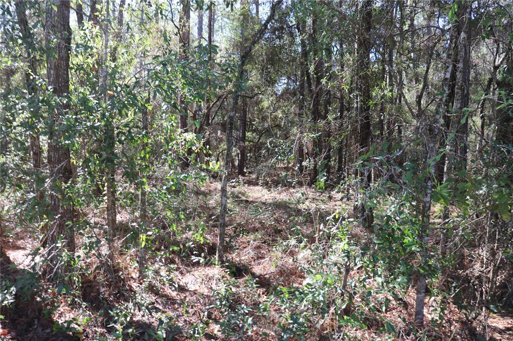 A dense, wooded area features tall pine trees and low-lying shrubs on a sunny day — 00 SW 39 STREET, DUNNELLON, FL