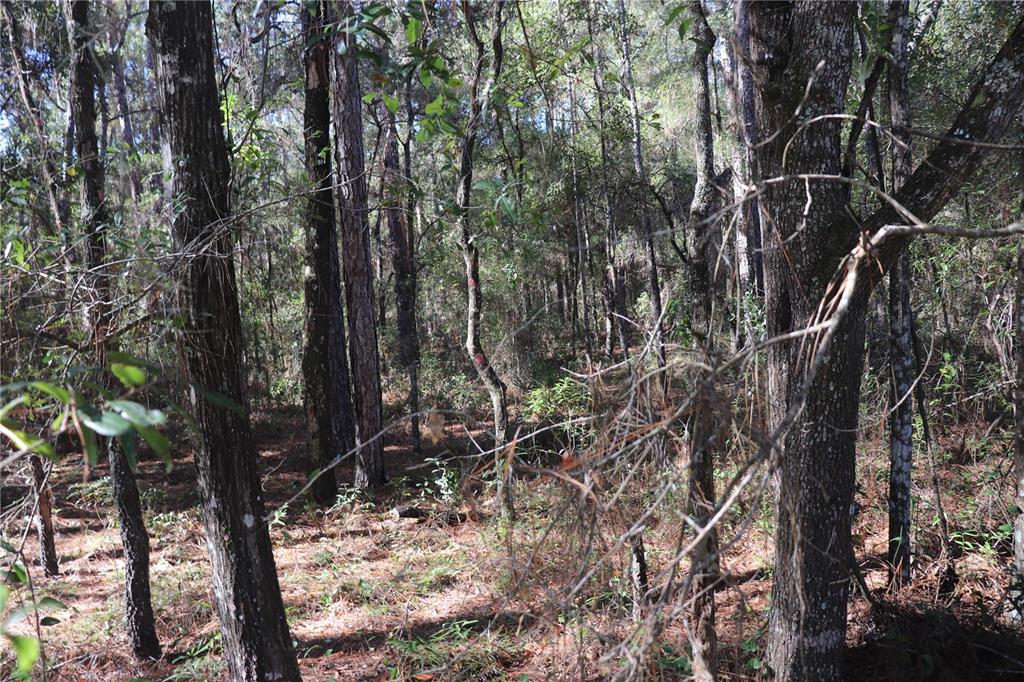A dense, wooded forest area with tall pine trees and scattered ground vegetation — 00 SW 39 STREET, DUNNELLON, FL
