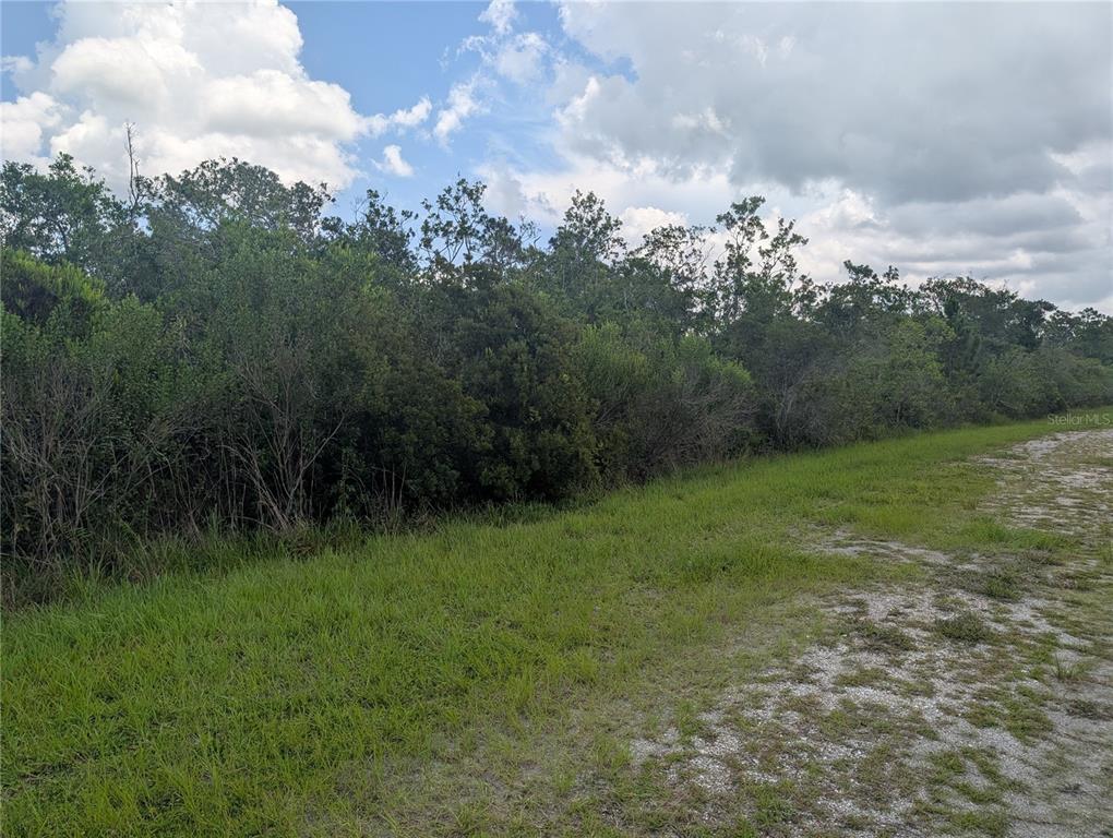 A grassy lot borders a dense line of trees under a cloudy blue sky — 314 CAMELLIA DRIVE, INDIAN LAKE ESTATES, FL