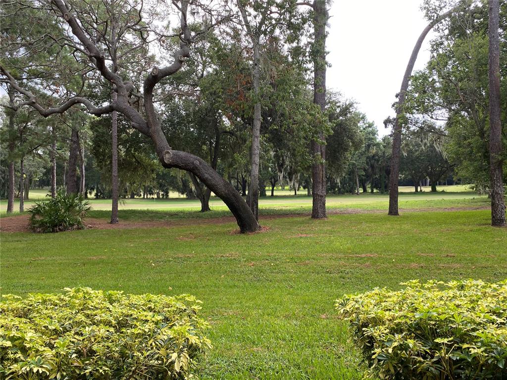 A grassy backyard overlooks a golf course framed by several large, mature trees — 36750 US HIGHWAY 19 N UNIT 19-115, PALM HARBOR, FL