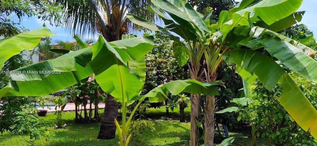 A lush backyard features several banana trees and a palm tree on a grassy lawn — 157th CT SW 65th TERRACE, Miami FL 33193, MIAMI, FL