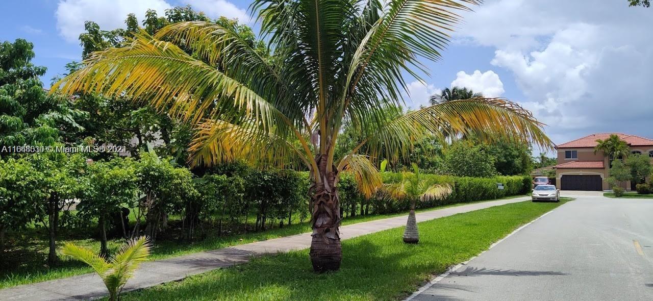 A palm tree stands in a grassy yard next to a sidewalk and a residential street — 157th CT SW 65th TERRACE, Miami FL 33193, MIAMI, FL