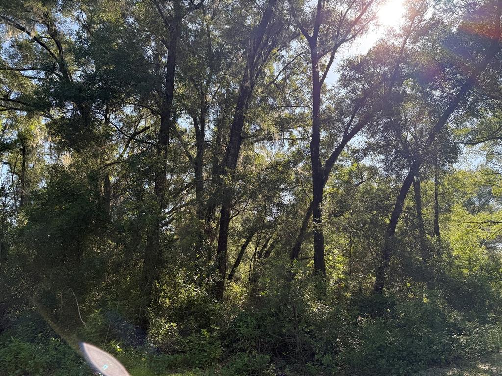 A dense, wooded lot features tall trees with Spanish moss and thick underbrush — XX SE 147TH COURT, SUMMERFIELD, FL