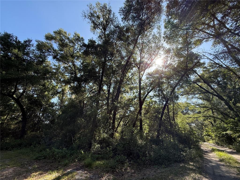 A dirt path leads through a dense, sunlit forest with tall trees and thick underbrush — XX SE 147TH COURT, SUMMERFIELD, FL