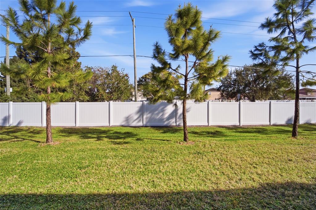 A grassy backyard features three pine trees in front of a tall white vinyl fence — 4459 GLOBE THISTLE DRIVE, TAMPA, FL
