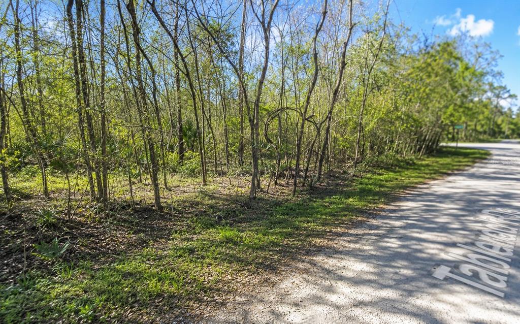 A dirt road runs alongside a wooded lot with dense trees and green vegetation — MILLROCK STREET, WEBSTER, FL