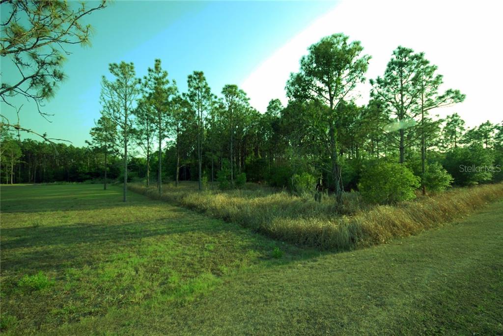 A grassy lot features a line of tall pine trees bordering a wooded area — 30150 OVERPASS ROAD, WESLEY CHAPEL, FL