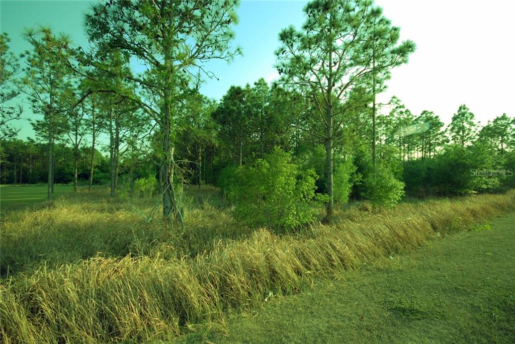 A grassy field leads to a cluster of pine trees and dense woods — 30150 OVERPASS ROAD, WESLEY CHAPEL, FL