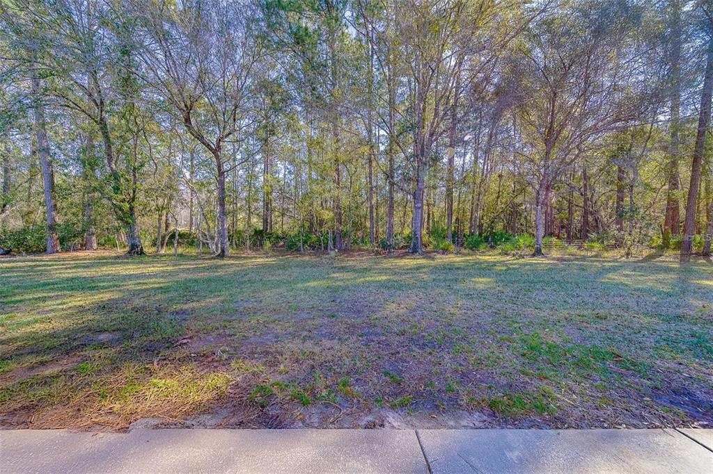 A grassy backyard area leads to a dense line of tall trees — 4405 CONNERY COURT, PALM HARBOR, FL